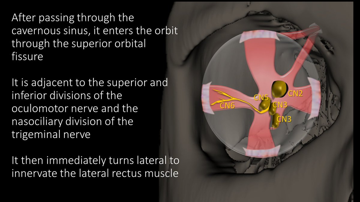 7/It exits the cavernous sinus to enter the orbit through the superior orbital fissure. Here, it is joined in the SOF by CN 3 and 5, with CN 2 in close proximity. As soon as it enters the orbit, it makes an immediate turn laterally and innervates the lateral rectus muscle.