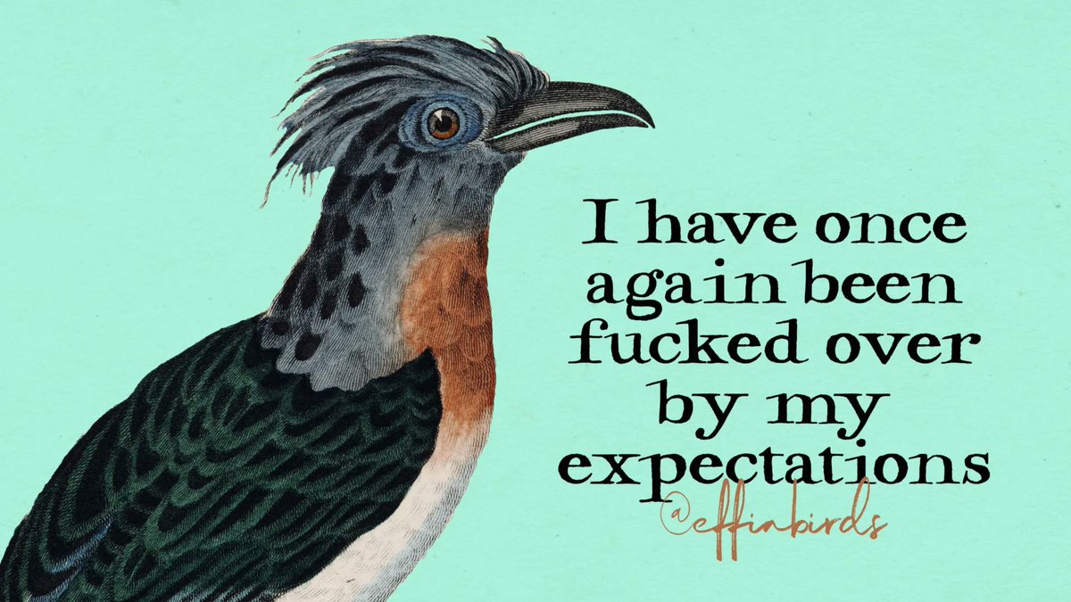 Effin' Birds (@effinbirds) on Twitter photo 