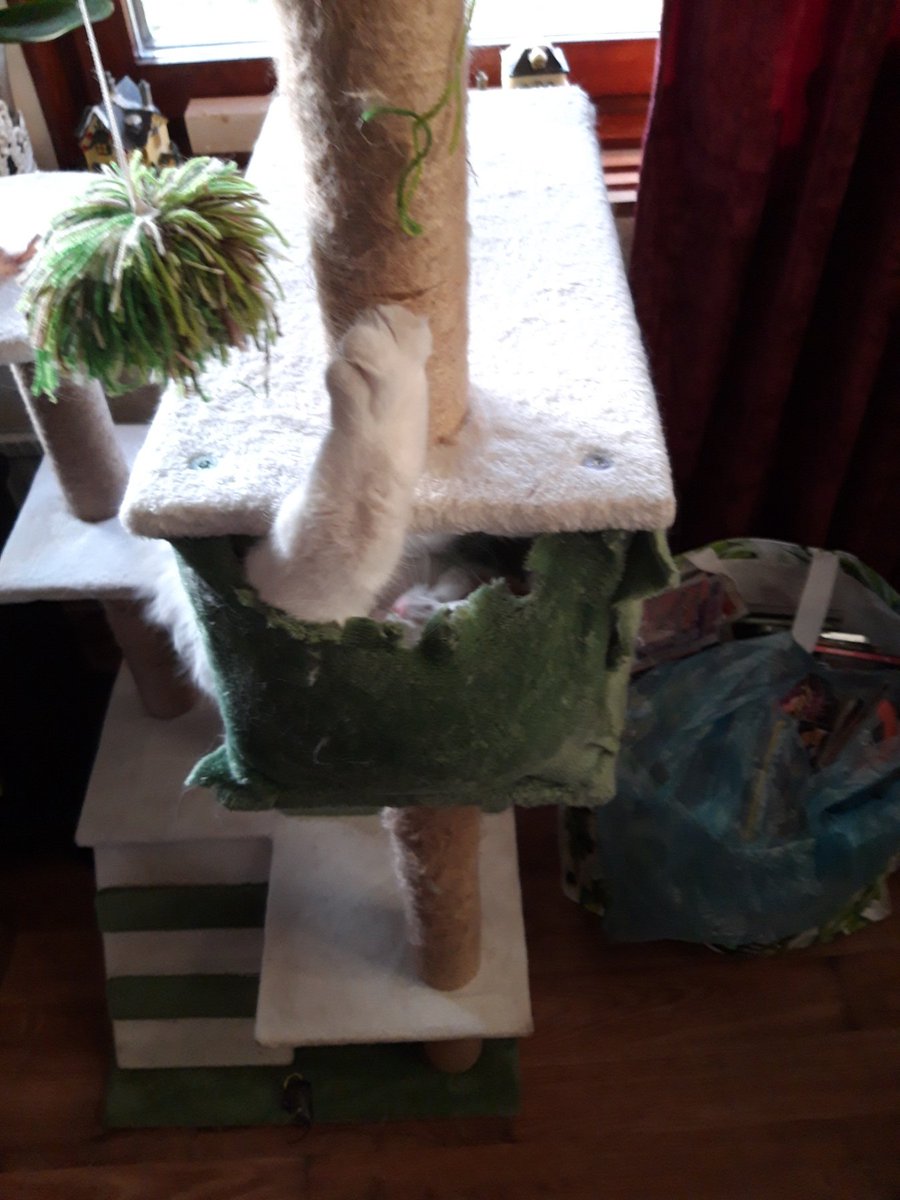 TarcinChallenge's tweet photo. Cat trees are made so the cat can jump up and sit comfortably on a platform as they sharpen their claws

My dumbass cat: 
#CatsOfTwitter #catsofinstagram #cat https://t.co/ZfWlHZ6ONv