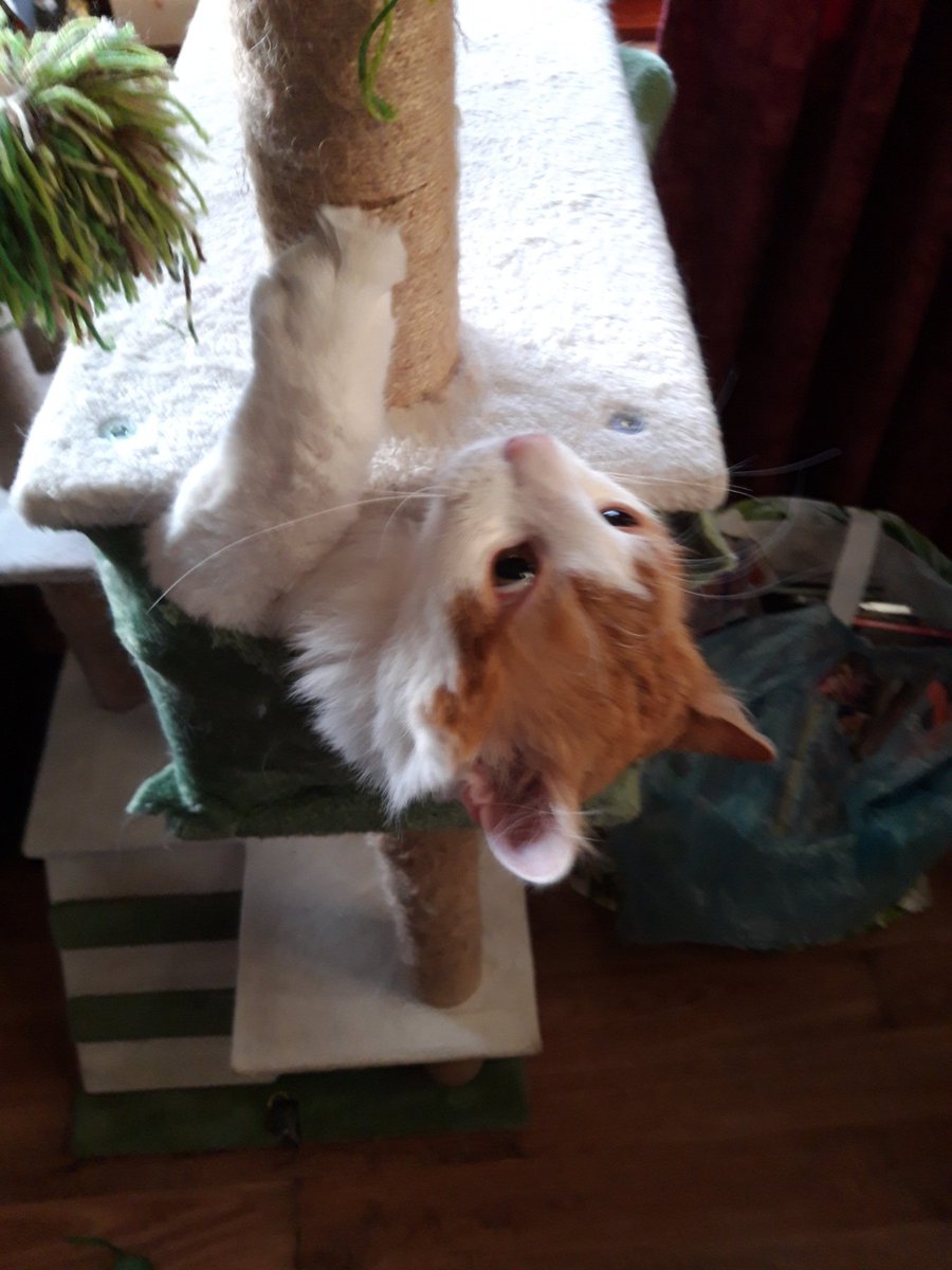 TarcinChallenge's tweet photo. Cat trees are made so the cat can jump up and sit comfortably on a platform as they sharpen their claws

My dumbass cat: 
#CatsOfTwitter #catsofinstagram #cat https://t.co/ZfWlHZ6ONv