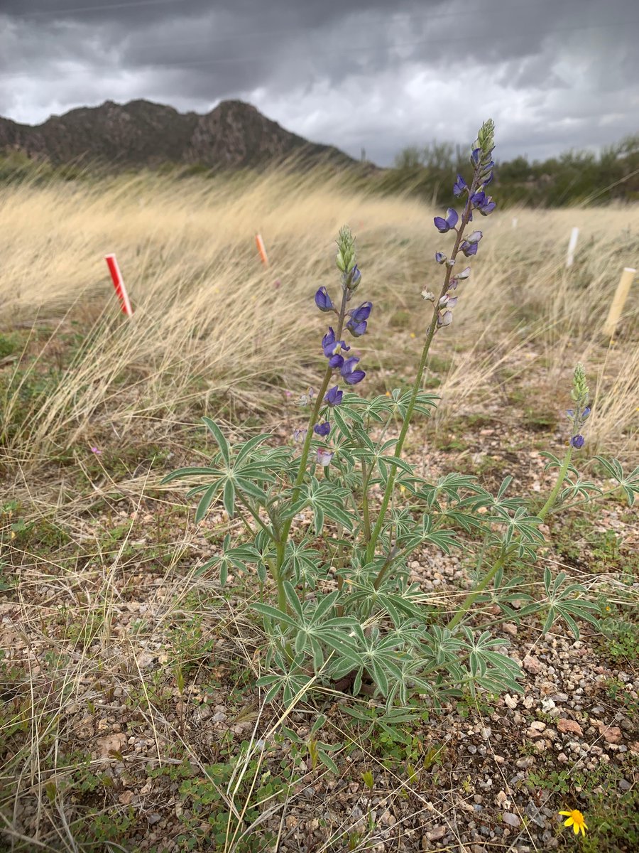 USGSAZ's tweet photo. #RestoreNet is increasing the number of flowers in the #SonoranDesert. Here, plants grow next to our treatments. Can you see the plot markers and above-ground metal 'nurse plant' structure?

Find out more: https://t.co/ZidbAUN08G 

#USGSRAMPS #USGS_SBSC https://t.co/KzGuA8f4AH