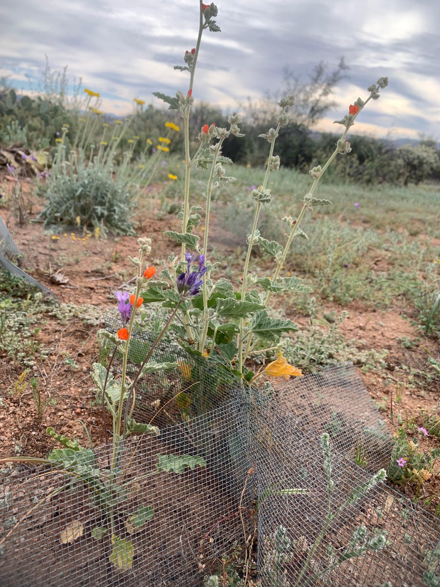 USGSAZ's tweet photo. #RestoreNet is increasing the number of flowers in the #SonoranDesert. Here, plants grow next to our treatments. Can you see the plot markers and above-ground metal 'nurse plant' structure?

Find out more: https://t.co/ZidbAUN08G 

#USGSRAMPS #USGS_SBSC https://t.co/KzGuA8f4AH