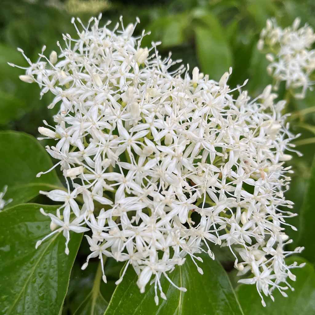 AnecDote0401's tweet photo. #ミズキ #水木 #GiantDogwood #Swida #Cornuscontroversa
ミズキは水辺に生え、傘のような樹冠、階段のような枝葉、雪のような白花。春先に枝を切ると水のように樹液が滴り落ちる「水の木」です。
Click here for more -> https://t.co/urjT30uHkA https://t.co/CikaY2r3qa