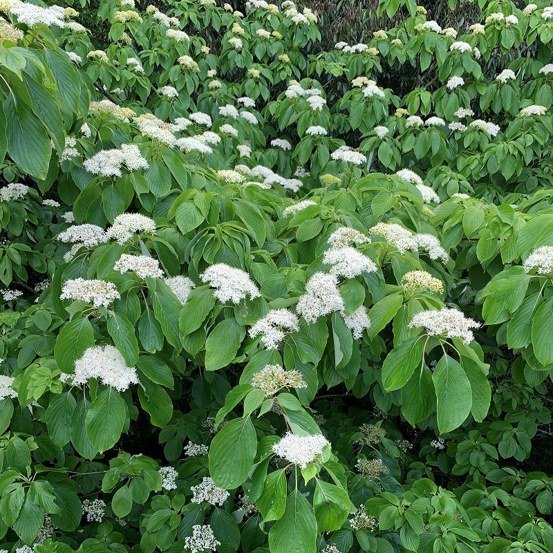 AnecDote0401's tweet photo. #ミズキ #水木 #GiantDogwood #Swida #Cornuscontroversa
ミズキは水辺に生え、傘のような樹冠、階段のような枝葉、雪のような白花。春先に枝を切ると水のように樹液が滴り落ちる「水の木」です。
Click here for more -> https://t.co/urjT30uHkA https://t.co/CikaY2r3qa