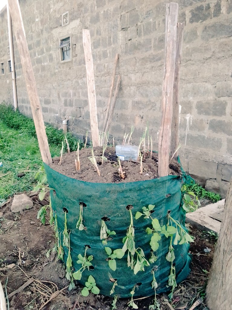 DeeChelule's tweet photo. #urbanfarming 
#agriculture 
#FoodSecurity https://t.co/Q3b9anjbYt