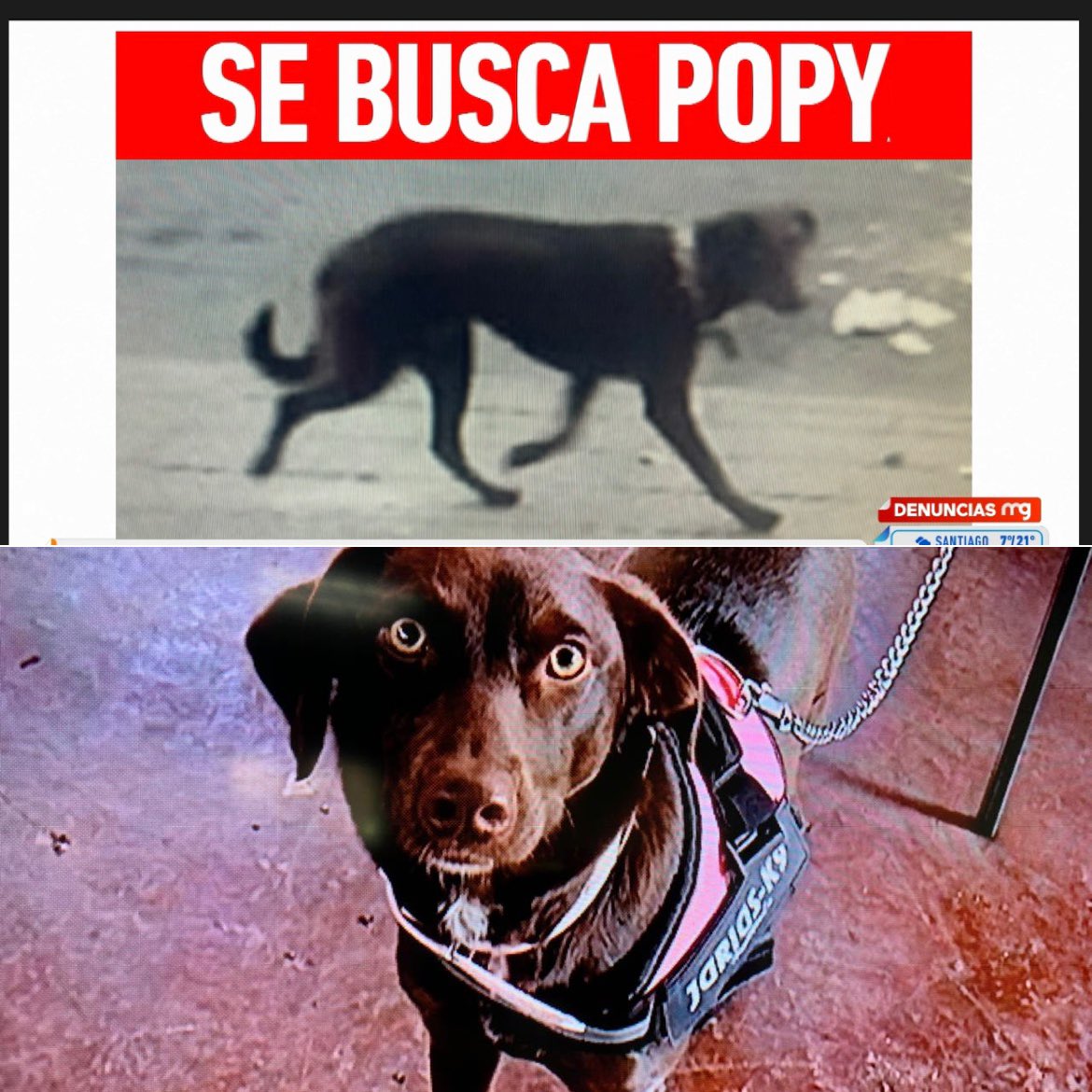 Popy Rasal Nos unimos a la cruzada de búsqueda de #Popy, una perrita que arrancó ...