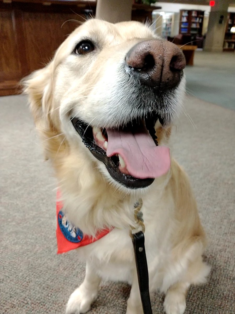 GeiselLib's tweet photo. Who could resist this face? Come say hi to Moxie and bask in her glow! She'll be here til noon. #PetAPooch #FrazzleFreeFinals https://t.co/ixqiAa2zOL