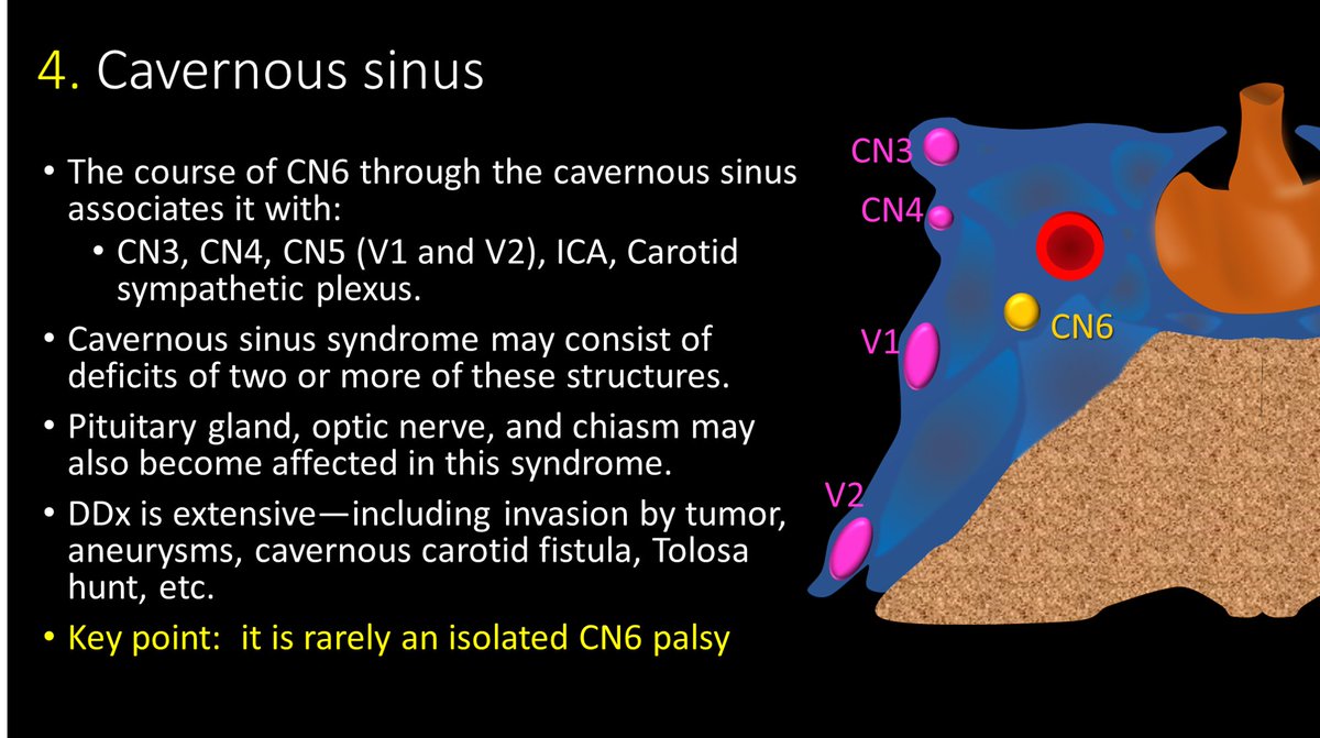 15/After it enters the cavernous sinus, things get complicated. B/c of all the nerves in close proximity, isolated palsies are rare here. Cavernous sinus syndrome is deficits of two or more of these structures. Both the deficits & differential diagnosis are extensive!