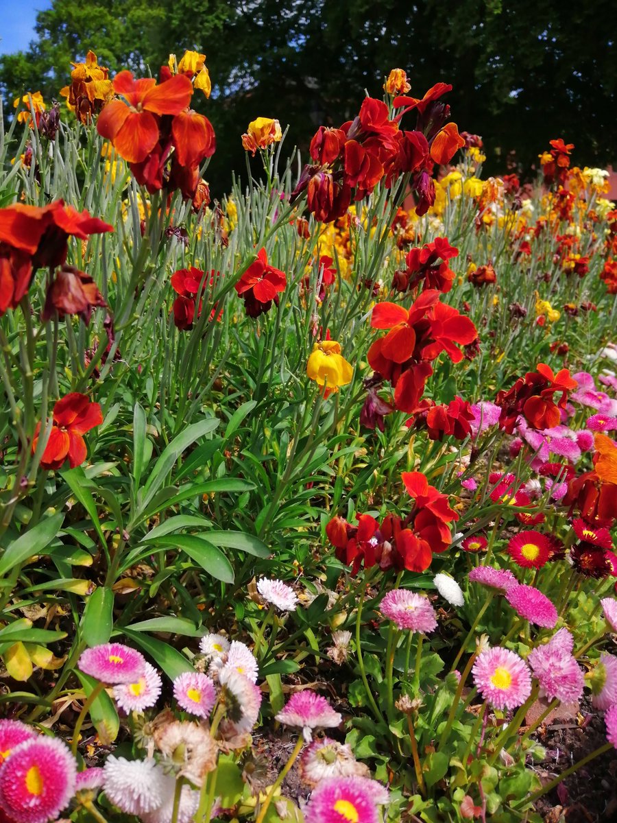 RoyalSutColTC's tweet photo. 🌸🌺🌼Free plants this Monday! 🌼🌺🌸

On 16/5/22, the beds at Vesey Gardens are being stripped and the plants will be available for residents to take away from Vesey Gardens for free.

Pop along from 10am onwards. Please remember to bring bags and baskets to take plants away. https://t.co/zHD2egWMwj