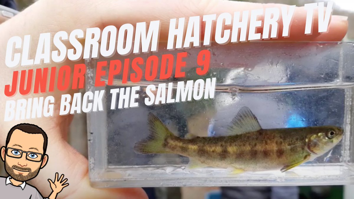 SalmonSchool photo