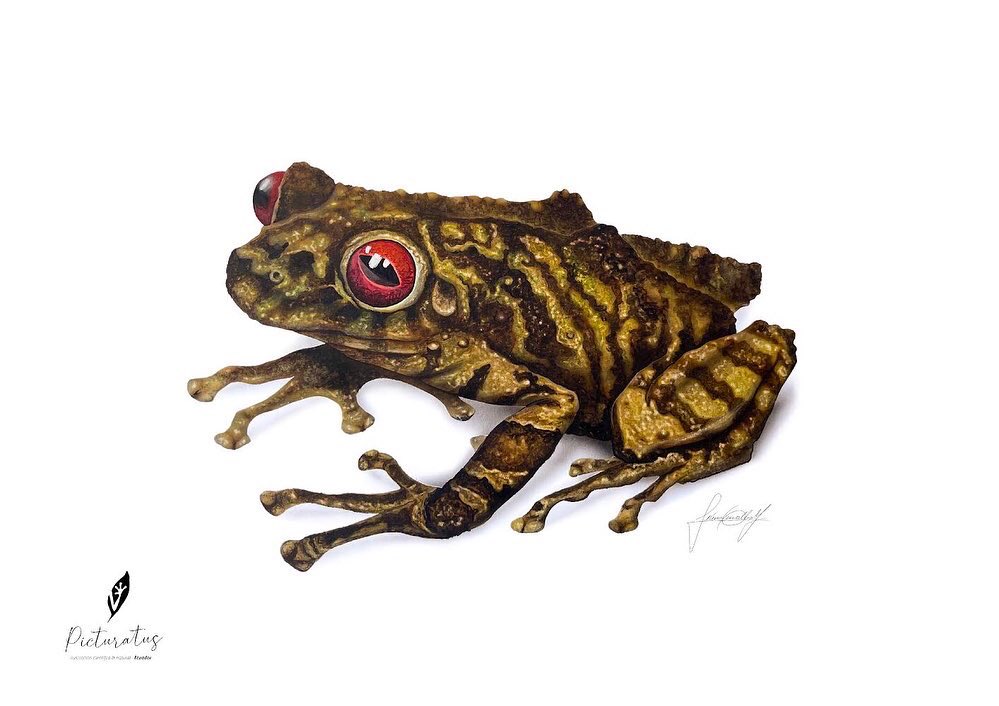 Pristimantis ledzeppelin
Cutín de Led Zeppelin
Ilustración por Noemí Cevallos 
Acuarela sobre papel
Endémica de Ecuador
Investigación desarrollada por un equipo de la <a href="/USFQZoologia/">Museo de Zoología & Lab Zoología Terrestre USFQ</a> en colaboración con el <a href="/INABIO_EC/">INABIO.EC</a> por los investigadores, David Brito Zapata y Carolina Reyes Puig