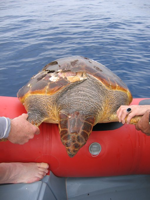 salvamentogob's tweet photo. A más de 10 nudos de velocidad, se incrementa el riesgo para el navegante y para la fauna marina en superficie.  Hace falta una vigía atenta y si es posible, informar a otros navegantes de peligros a la deriva o zonas de agregación de tortugas y cetáceos #MaresLimpios https://t.co/bLUPmRCMdO
