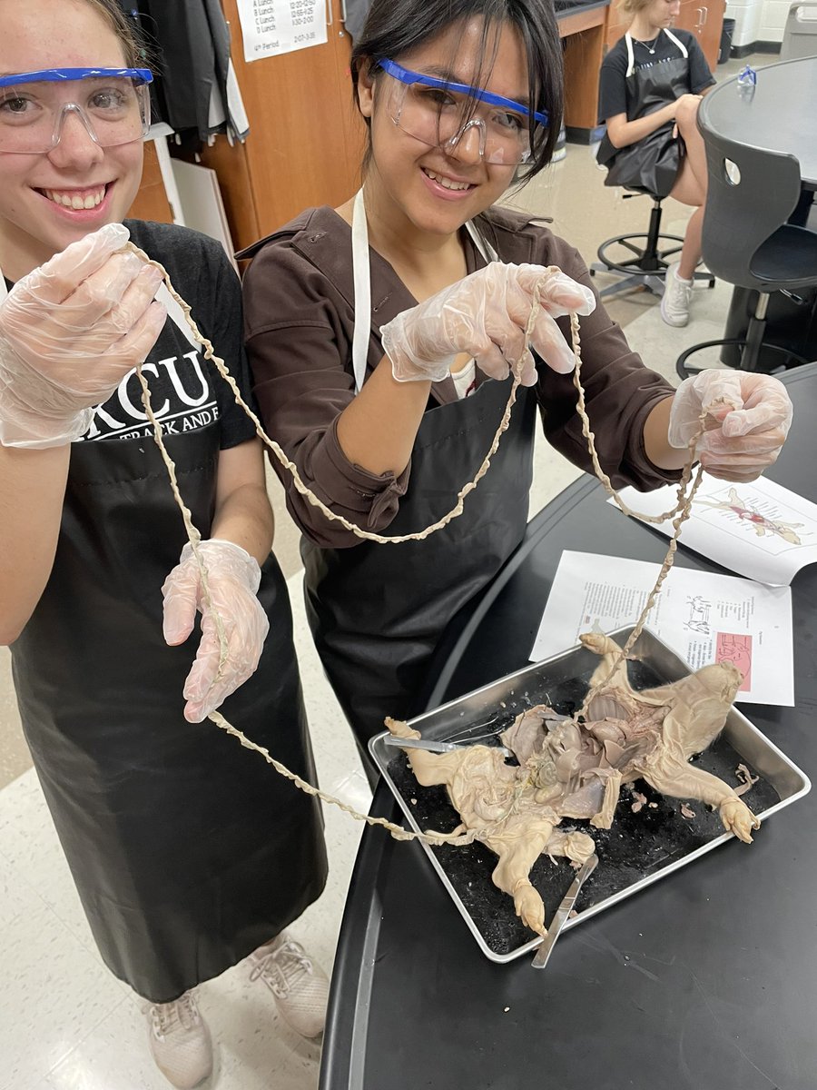 MarcusMrsD's tweet photo. So proud of students as they explored body systems and comparative anatomy with the fetal pig and rat dissections.@MHS9th https://t.co/XXMhFSj0xX