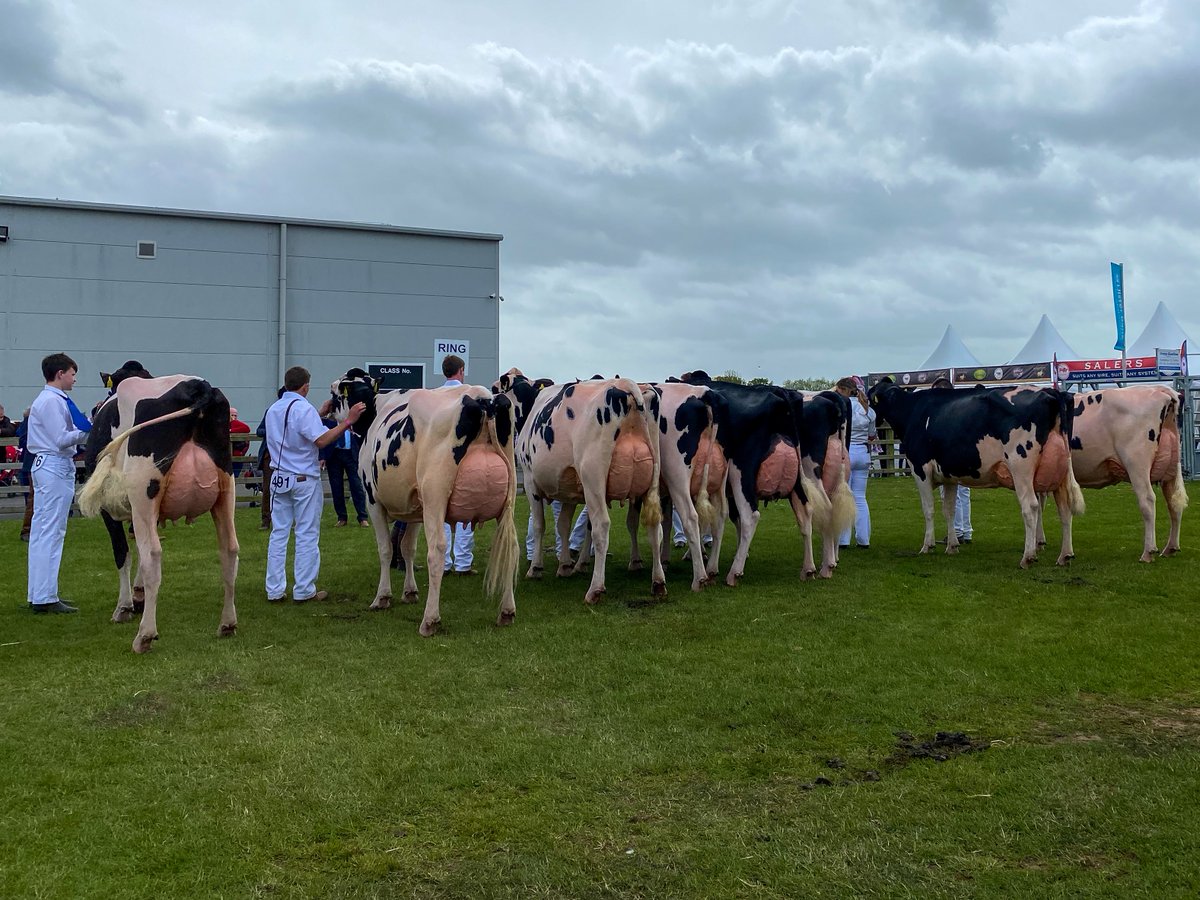 Holstein UK tweet media