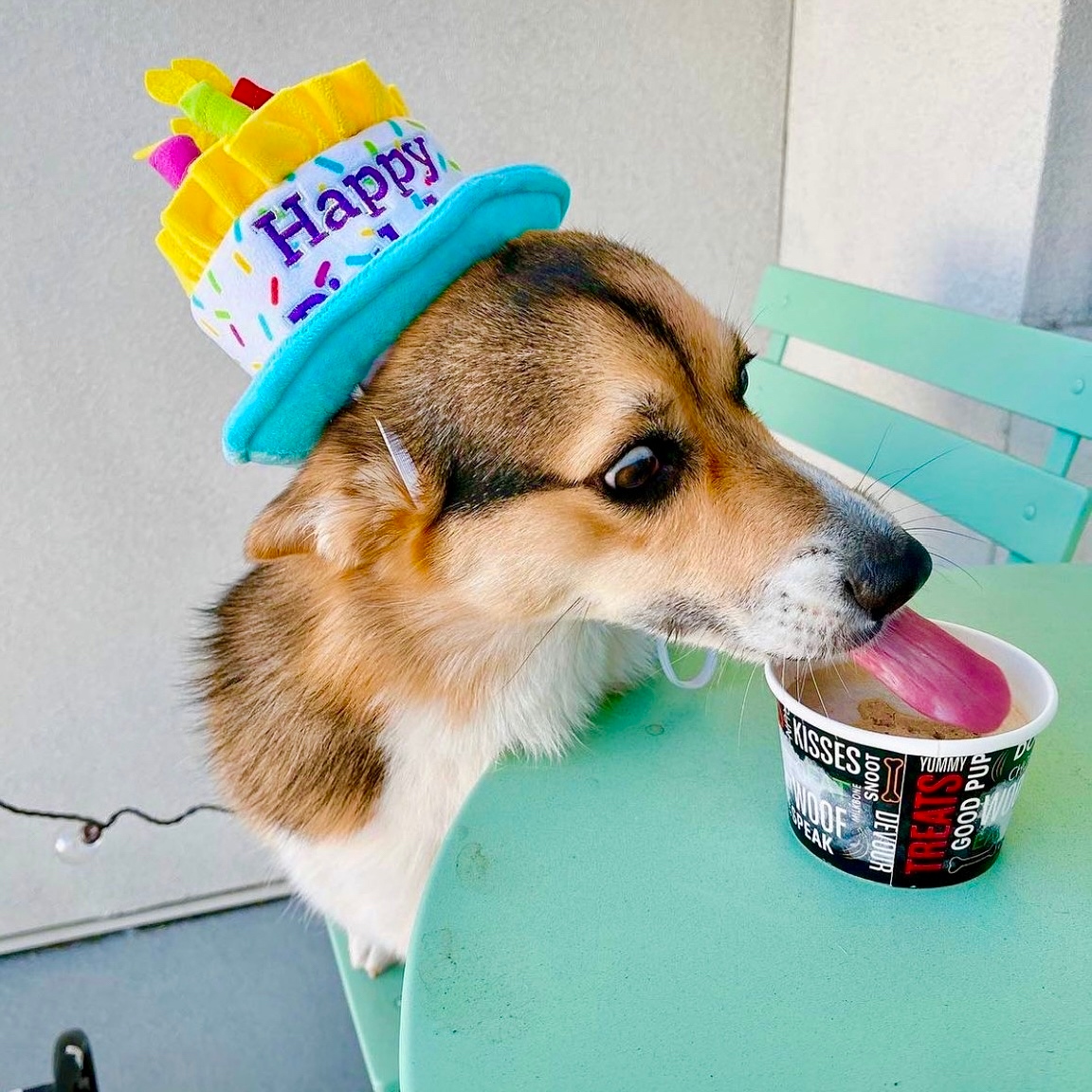 rush bowls turns EIGHTEEN this year!!! can you believe it?!? time to party 🥳

📸 zaytoonthecorgi on IG