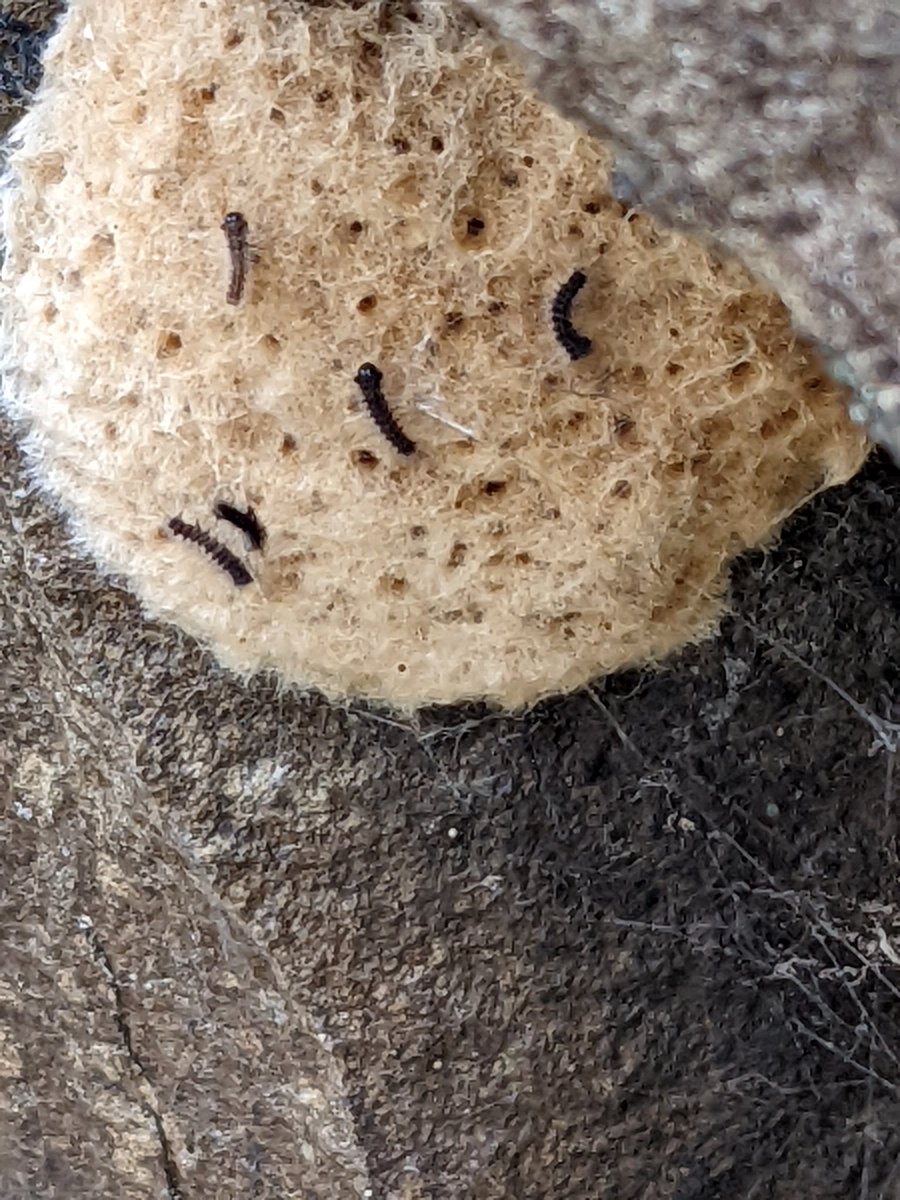 ArthropodAbbey's tweet photo. for this week's #bugfactfriday I present the egg mass of the "Spongy Moth", Lymantria dispar. This invasive species was recently renamed &amp; it's easy to see where "spongy" comes from when looking at the eggs

#spongymoth #lymantria #lymantriadispar #invasive #bug #insect #moth https://t.co/fSmWOF72DM
