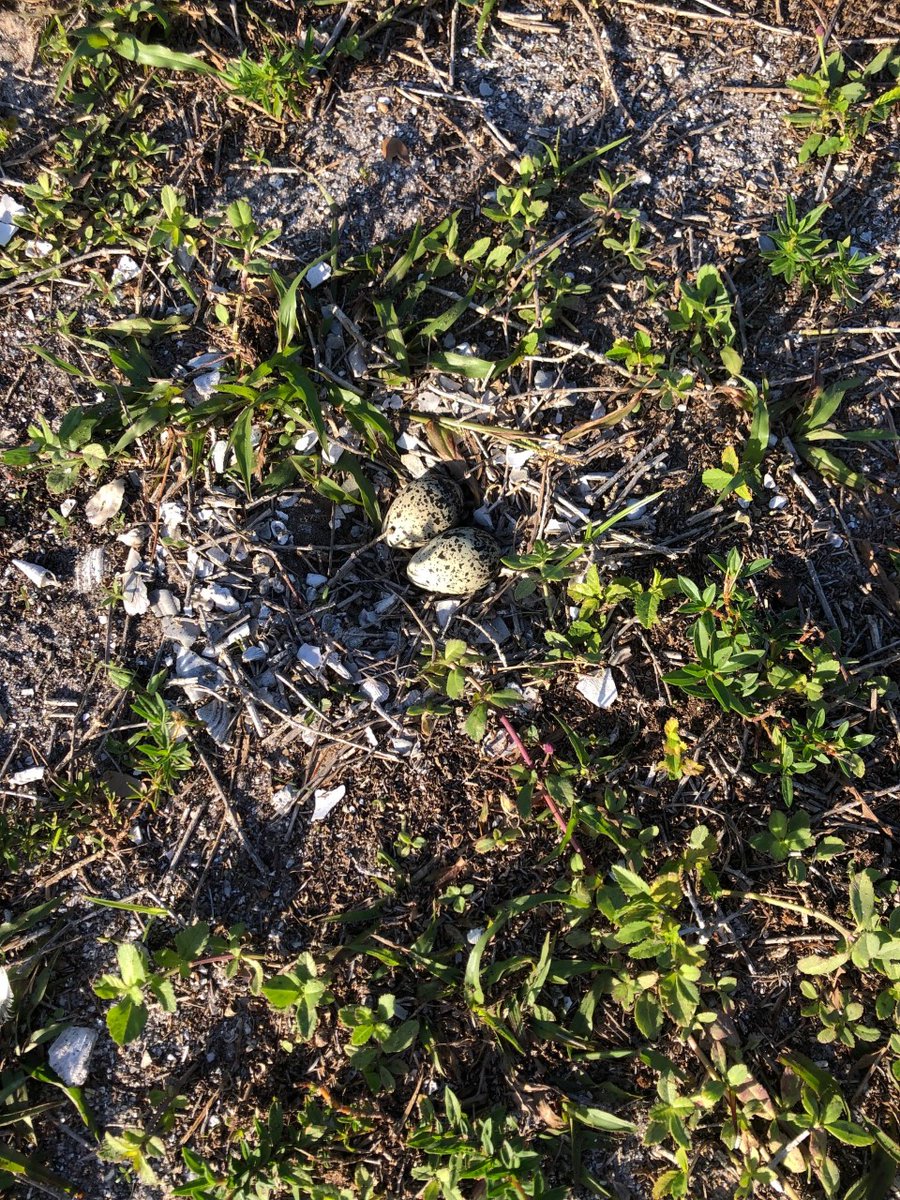 MSASGeckos's tweet photo. A few days ago we discovered a new visitor/friend here at MSAS. They felt so comfortable that they decided to make their home here for a bit. 

We think that we have identified them as a Killdeer based on coloration, egg pattern, and behavior.

 https://t.co/TOLKeLHGRe https://t.co/O26usz64kE