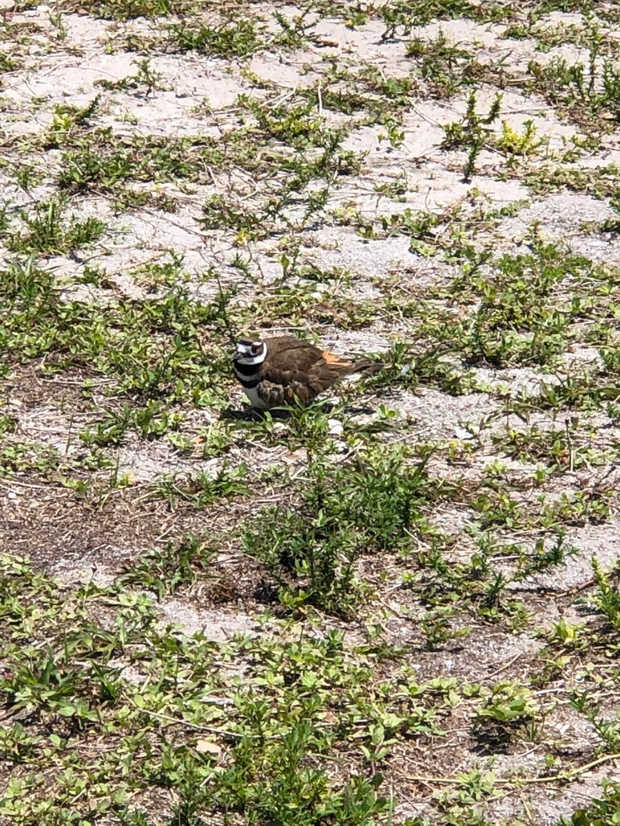 MSASGeckos's tweet photo. A few days ago we discovered a new visitor/friend here at MSAS. They felt so comfortable that they decided to make their home here for a bit. 

We think that we have identified them as a Killdeer based on coloration, egg pattern, and behavior.

 https://t.co/TOLKeLHGRe https://t.co/O26usz64kE