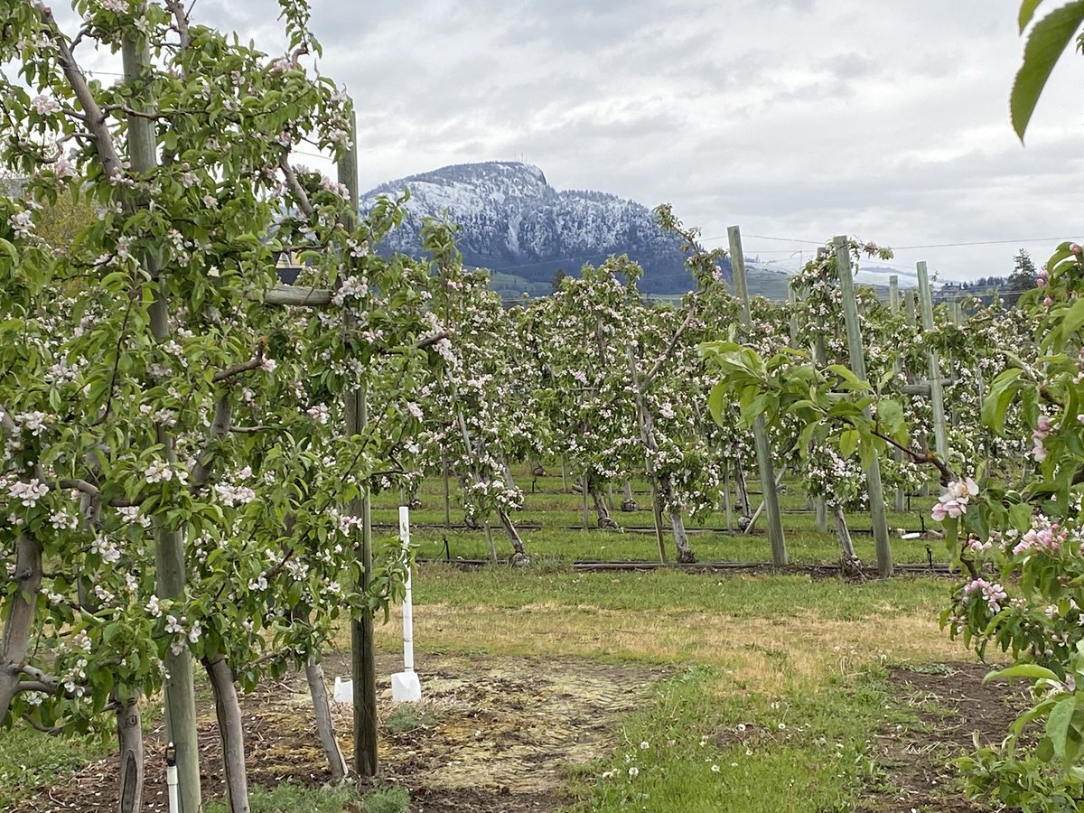 AppleHank's tweet photo. Snow line came down a little too close for comfort last night. #geeitscold #shouldigetmyskis #bcfruit #bloomtime https://t.co/X7jhcvM5ed