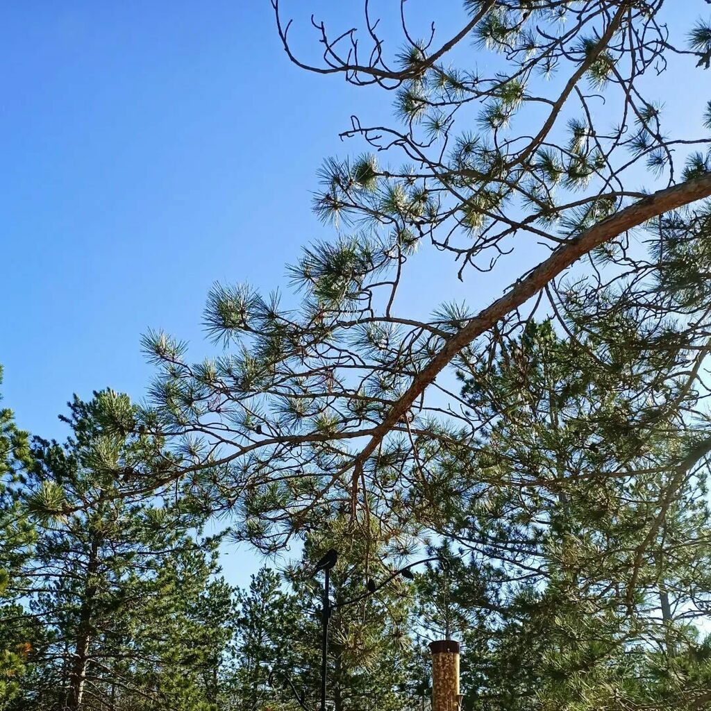 LacyHess's tweet photo. After the storms that rolled through Minnesota yesterday, I'm so grateful to have these beautiful blue skies again! It's a gorgeous morning! ❤️🌲☀️
.
.
#writingweather #writingcommunity #feelgoodfriday #blueskies #northernminnesota #amediting #worldbu… https://t.co/UdbWMLSbf5 https://t.co/adckoDZaKY