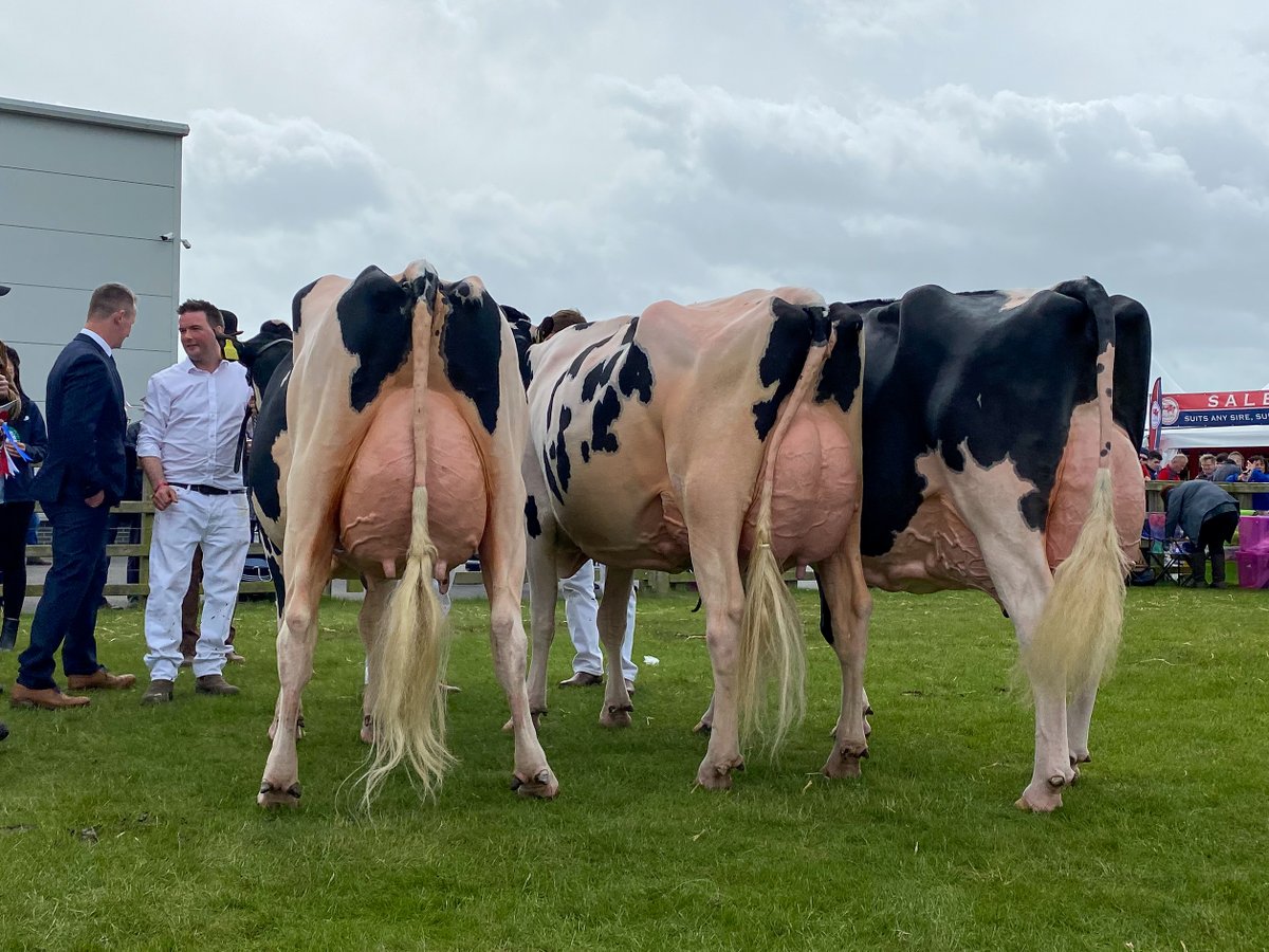 Holstein UK tweet media