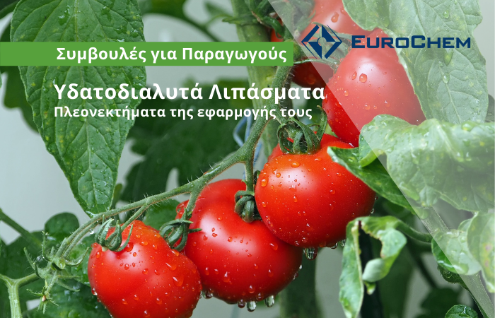 💦 Υδατοδιαλυτά Λιπάσματα | Πλεονεκτήματα της εφαρμογής τους
Διαβάστε περισσότερα στο Εβδομαδιαίο #Newsletter της #Farmacon
