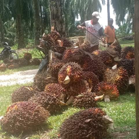 Abul07754639's tweet image. Untuk masyarakat Sumatera yg petani kelapa sawit, kalau masih bangga dengan jokowi, tolong di periksakan otaknya, karena mungkin otak anda sudah kotor dan wajib di rinso,supaya bersih