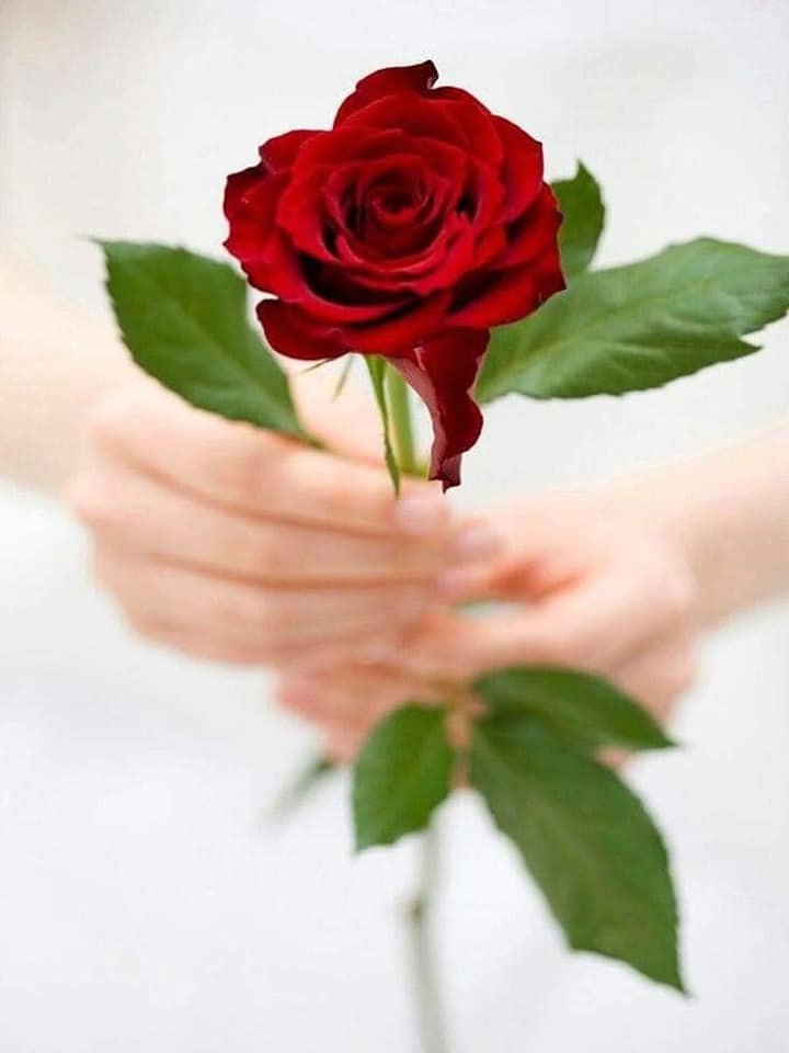 TC_TOPRAK_'s tweet photo. @leventakbas4 @Ceyhan95249560 @meral_akkaba @Berfinim_Deniz @__Ihtiyar @turkcemile66 @AdayEsat @CossNew @Guen_Seli @Orhancicek18 @HasanDa33511670 @FEYMANTV1 @OzdalSirin @sdukel @mustafa45072 @sakineozkaya @Hasanfazl3548 @8sevgi @Sonasona717 @ninkogonulal @hergin1950 @Karagulluler @celaltas2 @Seval27002423 🌹🌿 MERHABA CANLAR (`°*•.🌹🌿
(`°*•.🌹🌿 (`°*•.🌹🌿#Nasip kadar #güzel bir
Kelime var mı?
(`°*•.🌹🌿Ne #eminsin, ne de #ümitsiz.
🌿🌹 (`°*•.🌹🌿Ama senin adına,
(`°*•.🌹🌿En #iyisini bilene #teslimsin
Huzrlu Akşamlar 💛 https://t.co/LJnQg03rDd