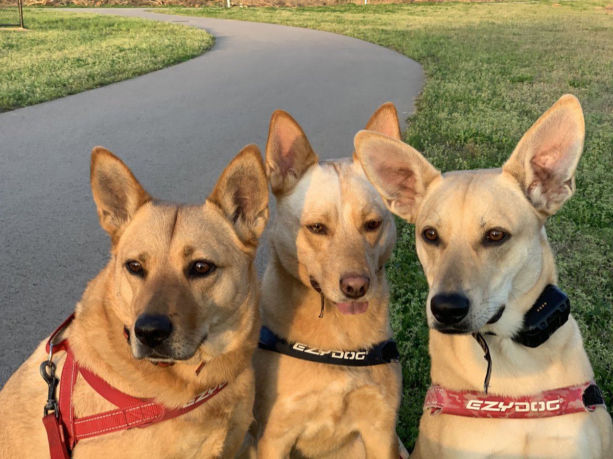 KellyGoolsby's tweet photo. @heykayadams Skip that…come to Nashville and meet my pack https://t.co/xeV8IHPRTz
