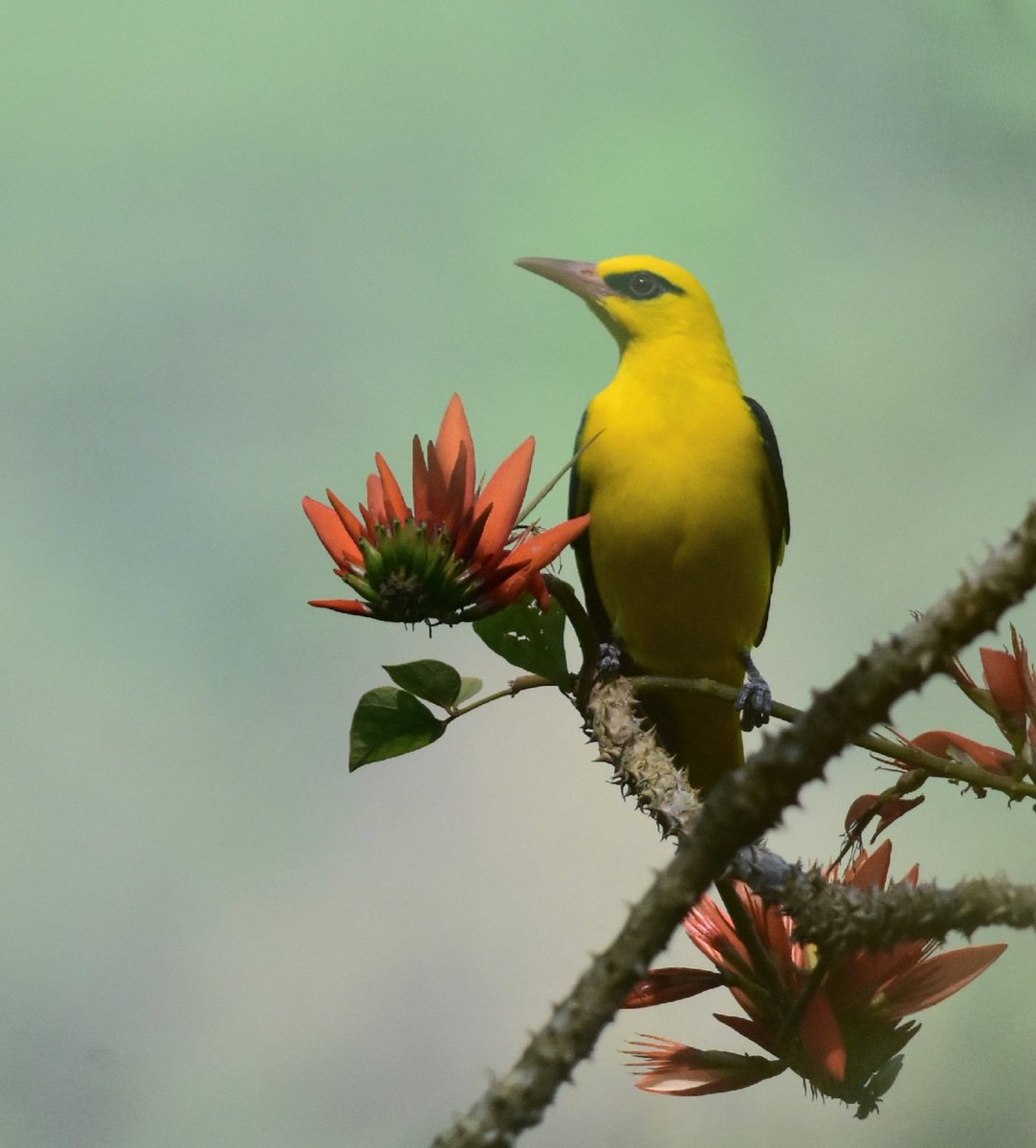 vishwaroopa19's tweet image. Golden Oriole 
Western Ghats 
2020 November 
#NaturePhotography
#BirdsSeenIn2021
#beauty
#wildindiaecotours #birds #birdphotography #birdwatching #wildlifephotography #twitternaturecommunity #IndiAves #Luv4Wilds @Avibase
