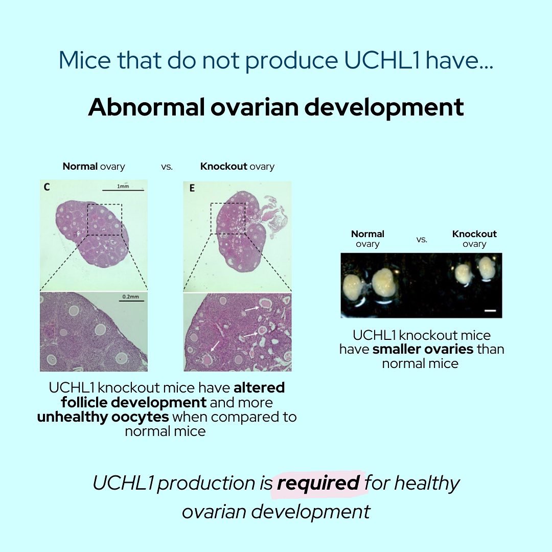 Payton De La Cruz tweet media