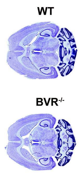 scisignal's tweet photo. A research team at @HopkinsNeuro finds that a prominent enzyme in the liver also undergirds synaptic plasticity in the mouse brain – helping to demystify a process central to #learning, memory, and other essential cognitive tasks. @c_vasavda https://t.co/wOqCr3QWm6 https://t.co/n0UsqezqnL