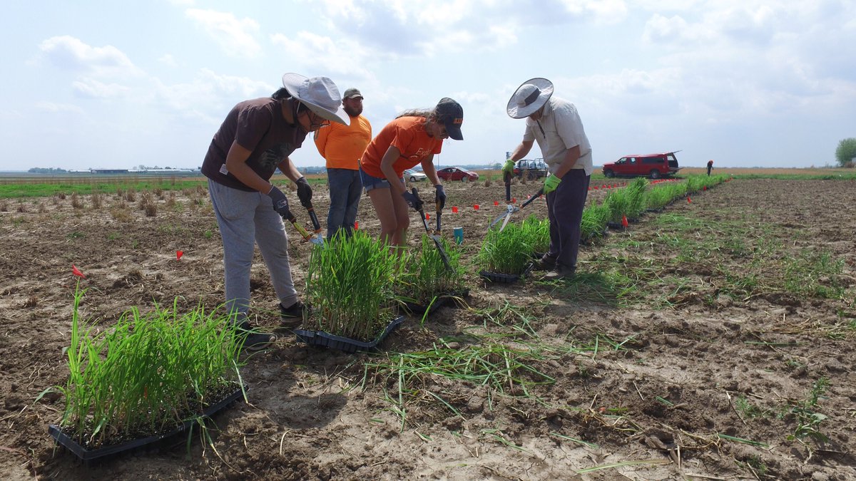 CABBIbio's tweet photo. It's spring planting season at the @UofIllinois Energy Farm! ⛅️ 🌱

A #CABBI research team including Erik Sacks, Brent Burns &amp; Dessiree Patricia Zerpa Catanho meticulously planted 2,000 #miscanthus seedlings this week.

Stay tuned for a full recap in our next #FieldFriday! 📽️ https://t.co/VD0qJMZZqc