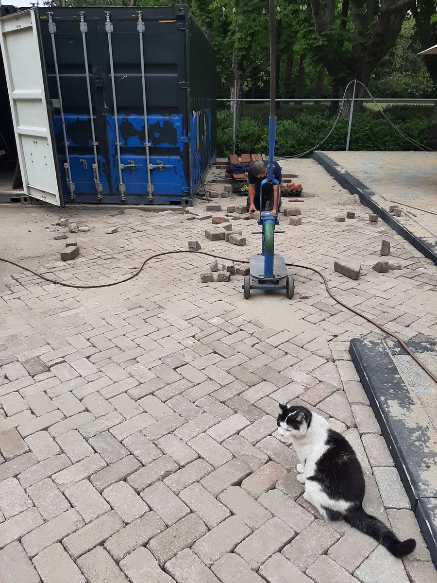 Vandaag een kiekje van Tim, de begraafplaatskat van begraafplaats en crematorium Hofwijk. Tim heeft zijn eigen plek op de begraafplaats en houdt alles in de gaten. Hier houdt hij toezicht op de werkzaamheden bij het materiaalhok. 

#Rotterdam
