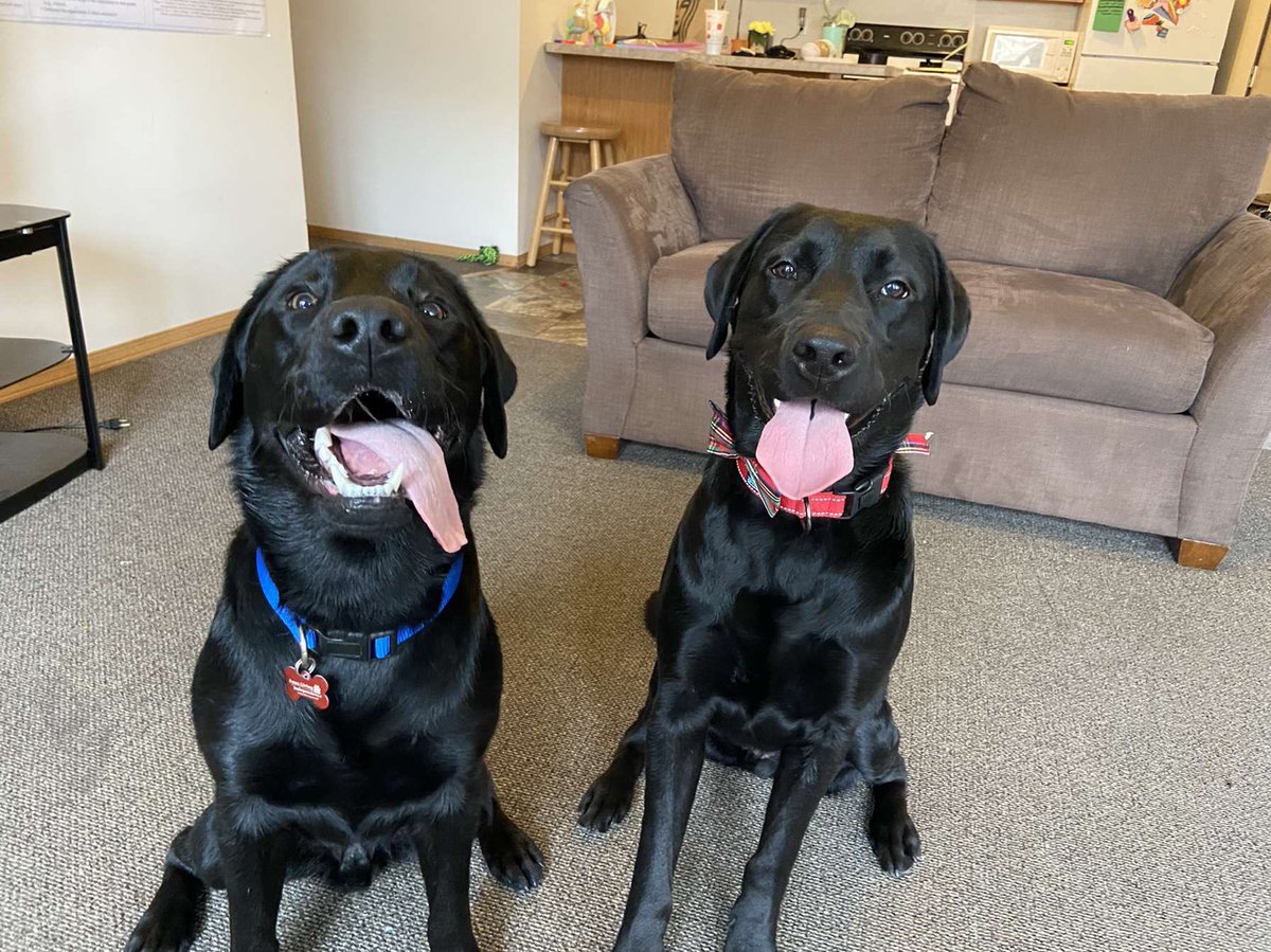 PGIdogs's tweet photo. What’s better than a play date with your friend?! 🥺🎾 Winston and Binny got to play together while out on May furlough! Look how happy they are!
•
•
•
#servicesdogsintraining #pgidogs #dogs #servicedogs #servicedogsofinstagram #dogsofpeoria #pgi #playdate https://t.co/jPqAQwdB03