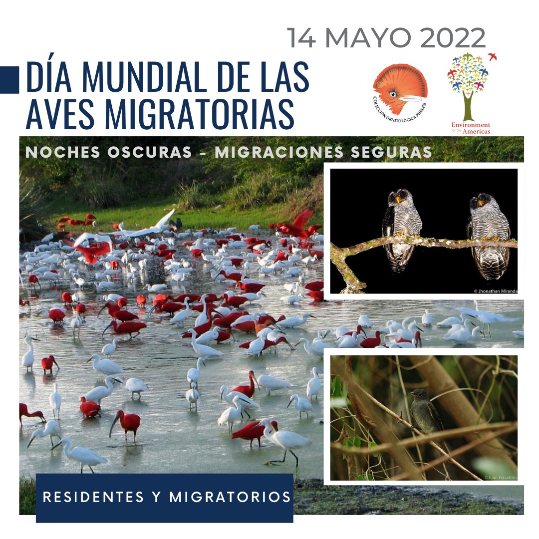 FundacionPhelps's tweet photo. ¡Eso es este sábado! 14 de mayo. Muchos eventos y actividades se estarán llevando a cabo por el Día Mundial de las Aves Migratorias en distintos países. Únete a la bandada celebratoria observando y contando🦜🦉X todo el 🌎@enviroamericas
#WorldMigratoryBirdDay #WMBD2022 #DMAM2022 https://t.co/n2tCMfFAke