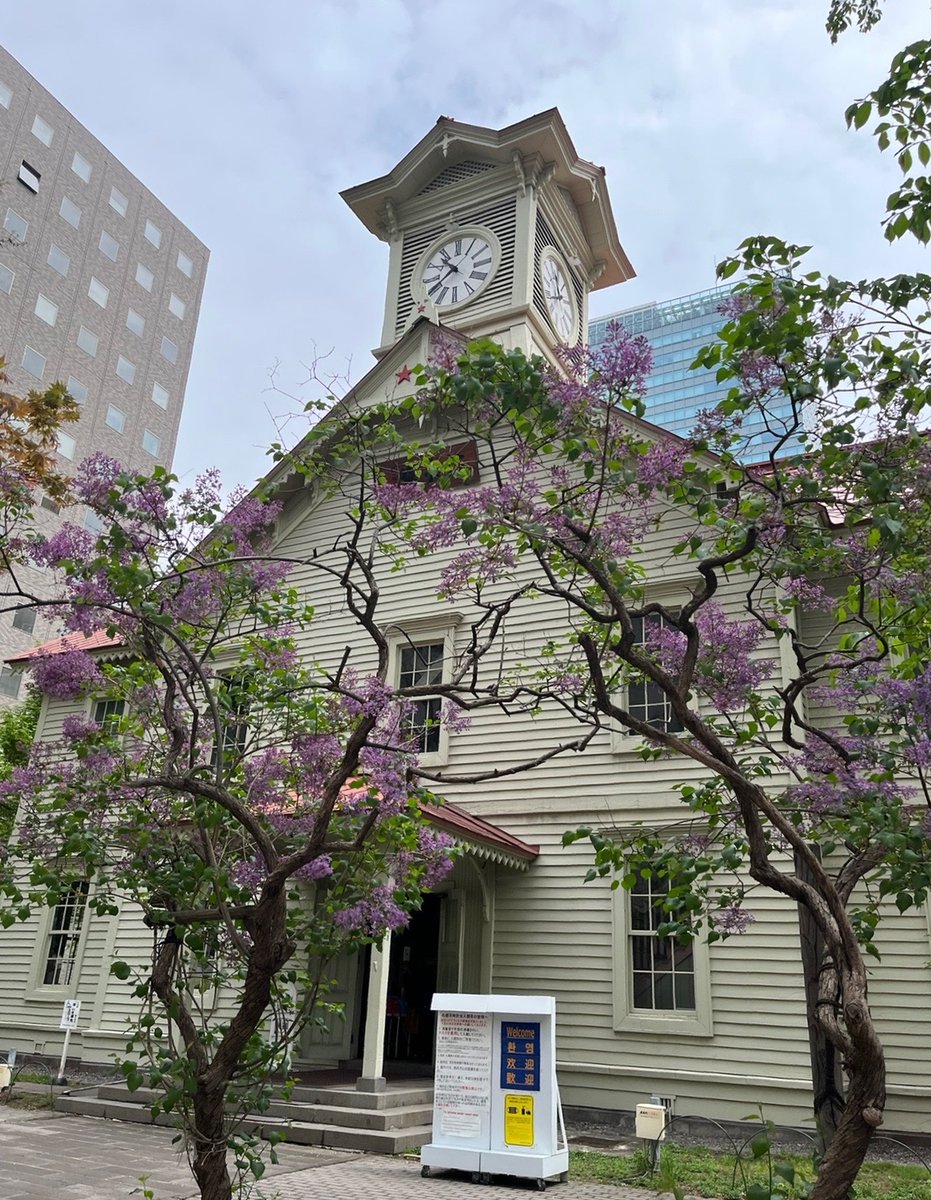 今日も一日お付き合いいただき どうも有難うございました😊 札幌市の木🌳のライラックが 時計台前でとても綺麗に咲いてました❣️ どうぞ良い夜をお過ごし下さいね 皆さんおやすみなさい⭐️ 明日また