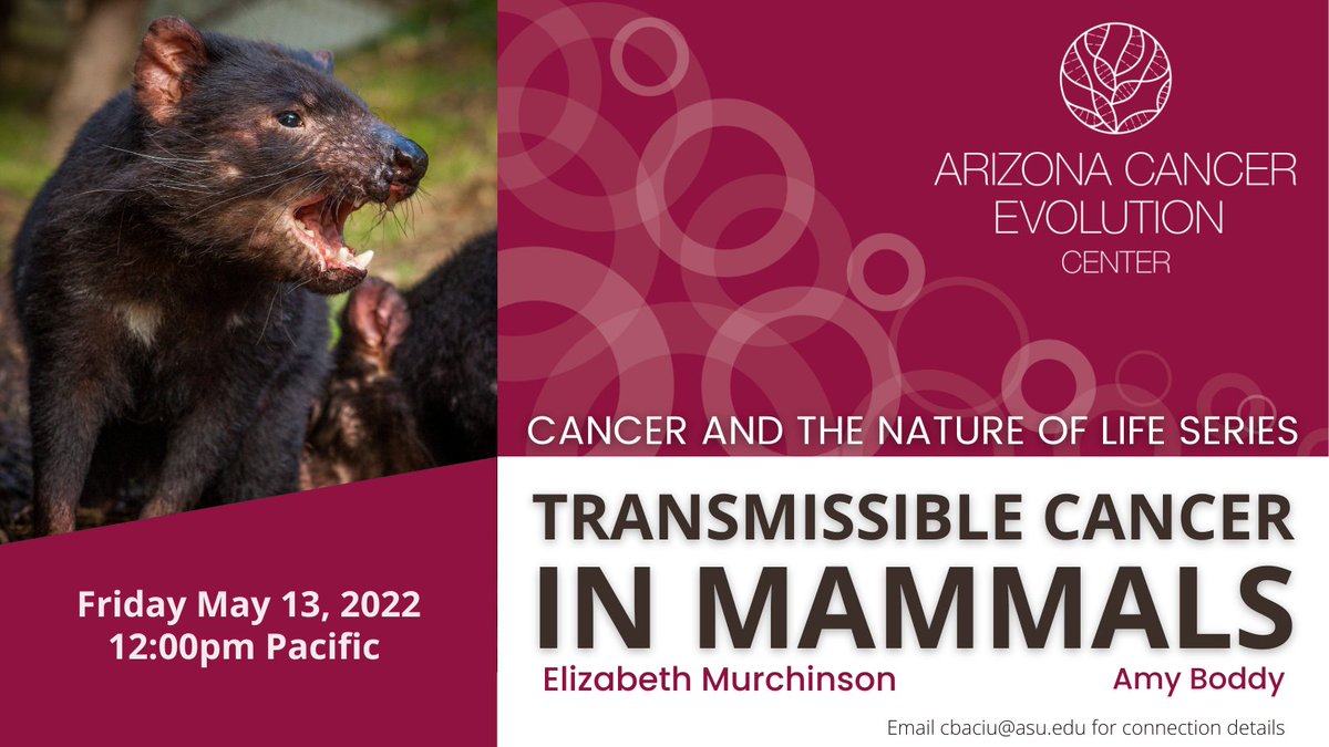 ace_arizona's tweet photo. Join us today at 12 pm PST and hear from Elizabeth Murchison and ACE avenger @amy_boddy on transmissible cancers in mammals! https://t.co/8stpqlQuSw https://t.co/ZI2SYiEELn