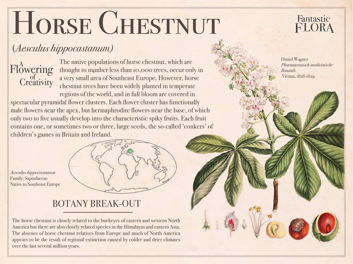 oak_spring's tweet photo. It’s finally #FantasticFloraFriday! This week we’re featuring the horse chestnut, a close relative of our native buckeyes (a typo was corrected in this poster!) 
Learn more about the world’s wonderful plants at https://t.co/Pq3QFlUBmm. https://t.co/BTyJmZJs7A