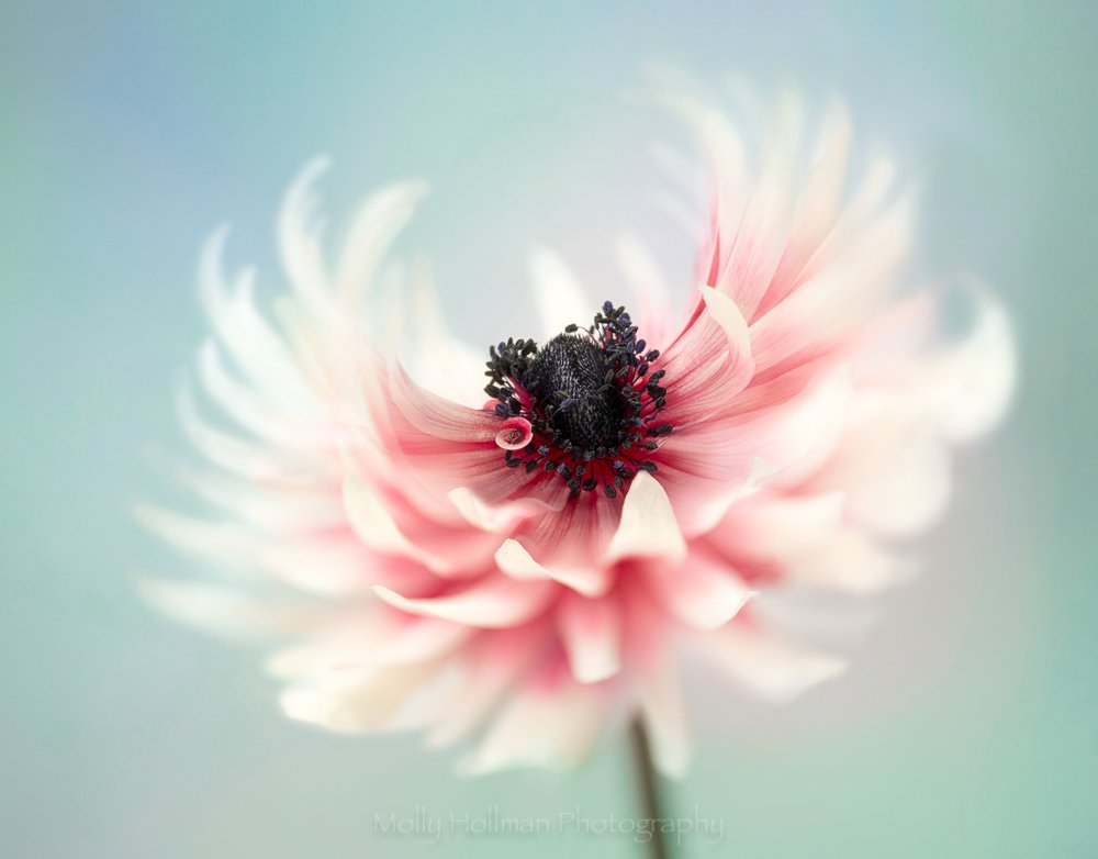 HollmanMolly's tweet photo. I photographed this anemone that was growing in my garden the other day and I LOVE the petals, they enfold the centre like waves! #anemone #dreamy #rhsphotocomp https://t.co/20XOgJptie