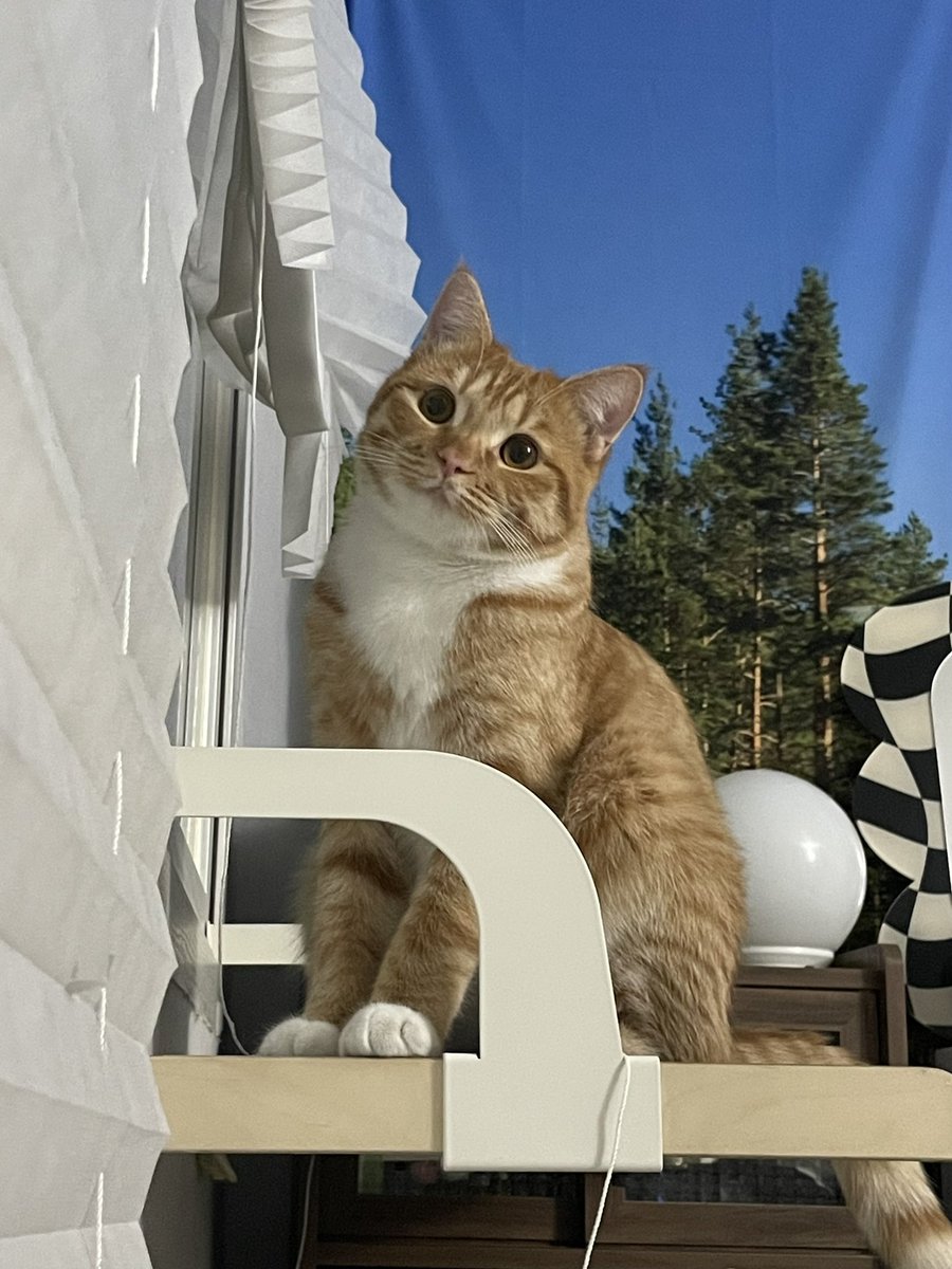 동글동글이ᰔᩚ tweet media