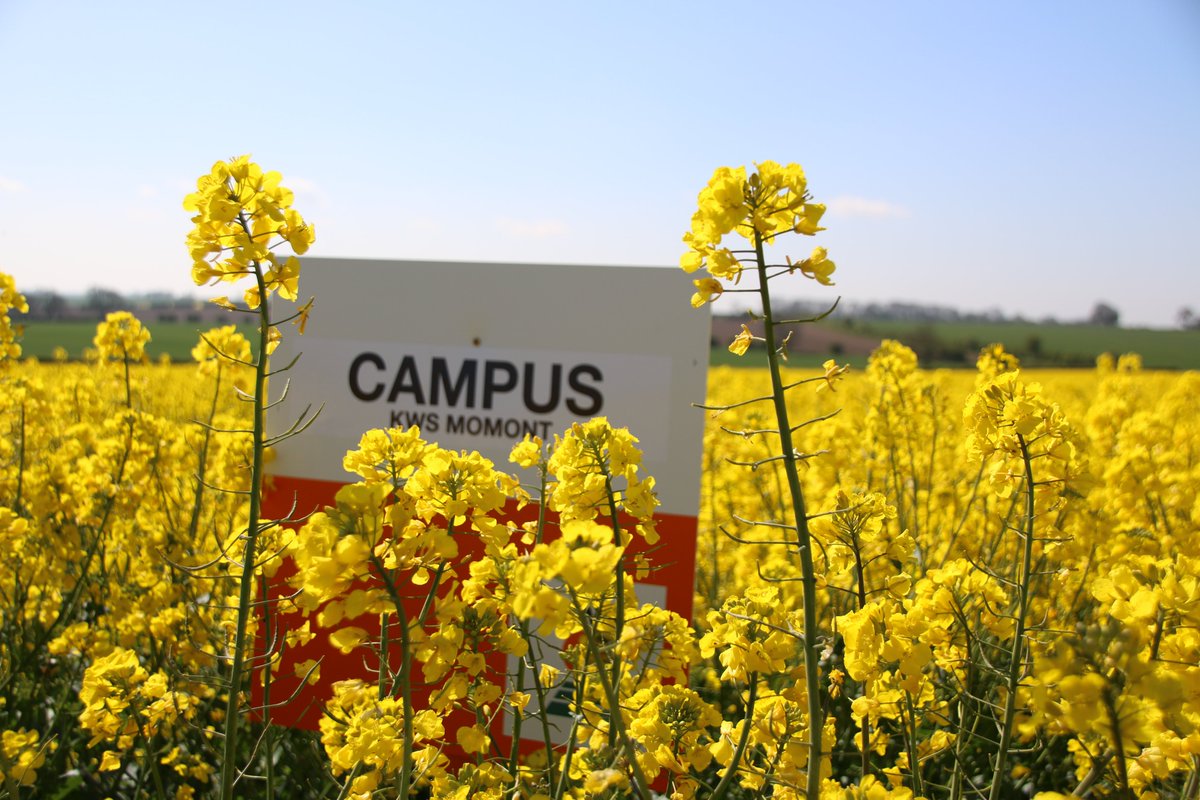 KWSUKLtd's tweet photo. You’re so golden🎶 KWS Campus looking bright in the spring sun. The "seed with speed", it gets up and away ahead of the cabbage stem flea beetle💨 

#seedwithspeed #oilseedrape #OSR https://t.co/8BSkCbxGJe