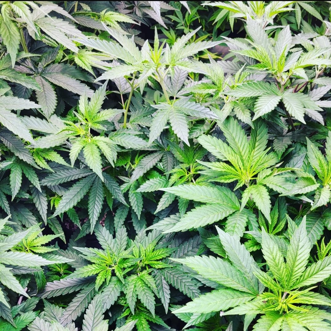 Pure_Breeding's tweet photo. 1980's Skunk and Northern Lights coming soon! I've actually had such a great time working with these genetics. They've been so resilient, strong, robust, vigorous, and wicked greasy with a stank that I've never smelled before. Seeds coming soon!! https://t.co/f3lC8jo8fy