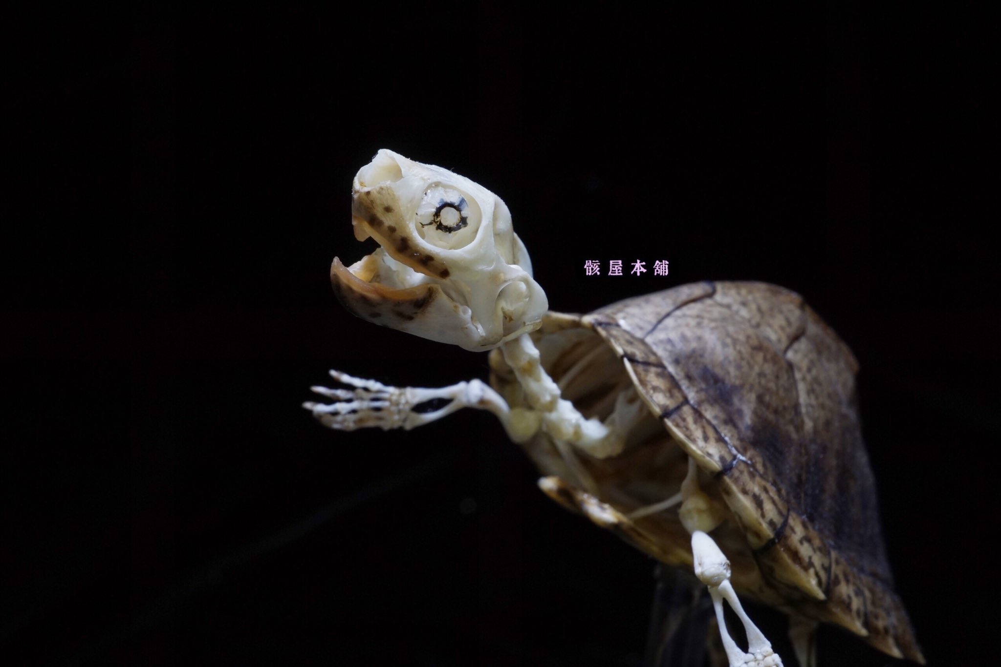 骨格 頭骨 標本 爬虫類 カメ類 カミツキガメ