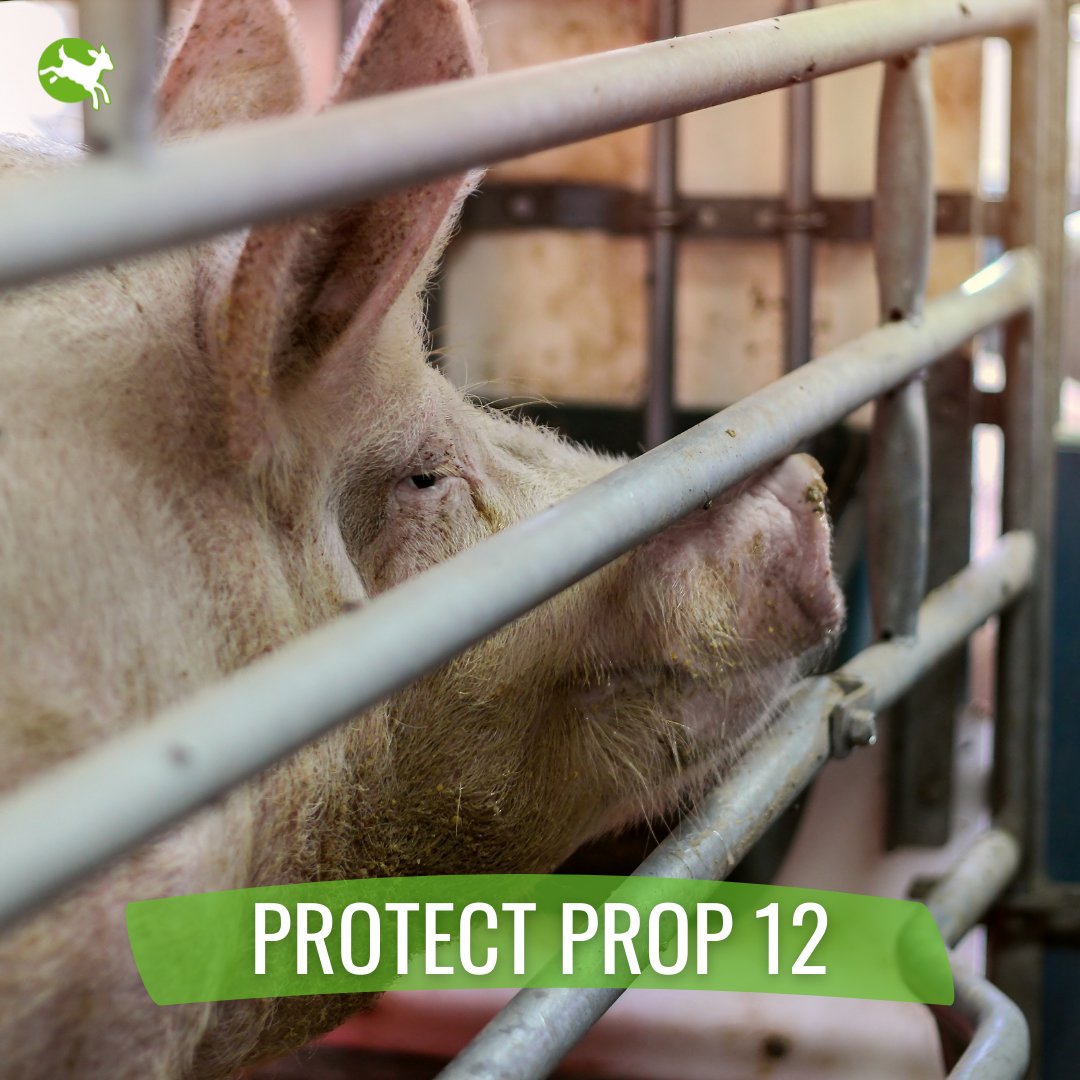 Incabean's tweet photo. Laws preventing cruelty to animals &amp; combating climate change are under attack. @WhiteHouse, please support #Prop12 &amp; states’ ability to pass laws to fight animal abuse &amp; the climate crisis 🙌 #ProtectProp12

@CompassionUSA https://t.co/VhMRZxwJ8U