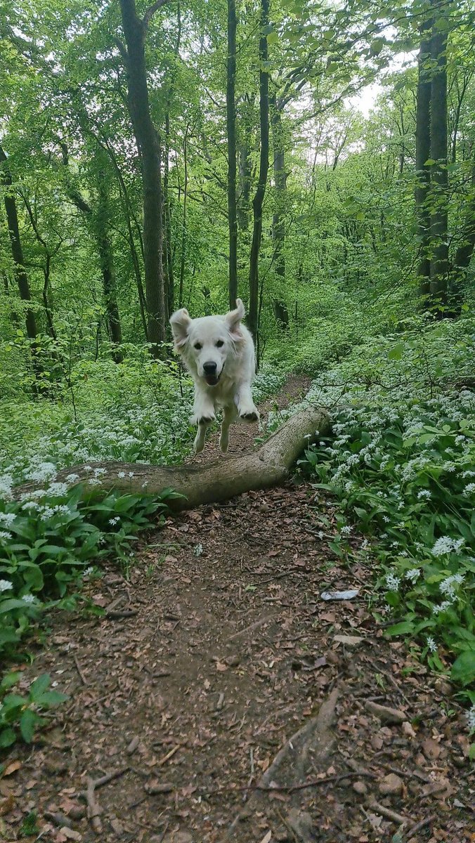 Osmoseasbl's tweet photo. Yes ... it's weekend 
#weekend #assistancedog #servicedog #dog #dogs #Marley #happy #wood #mood https://t.co/d5aiw9u4Md