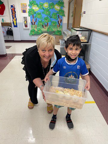 mrsolearySE's tweet photo. Thank you Mrs. Burns-Soliman for sharing your chicks with us!! What a Happy Friday! 🐥 https://t.co/RAyUY4Y51U