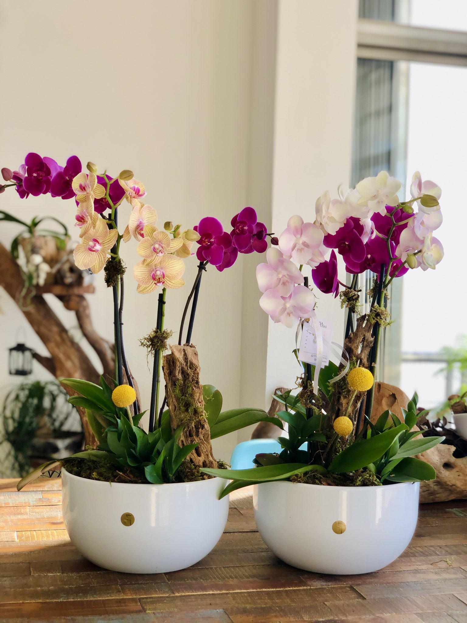 Orquídeas Musa de Musas on X: 🌼🍃🌸 Orquídeas naturales Arreglos  personalizados 💝 #musademusas #orquídeaspremium #orchid  #arreglosdeorquídeas #Cancún #orquídeasstyle #celebración  #diseñodeorquídeas #10demayo #regalosflorales #flowers #orchidstyle