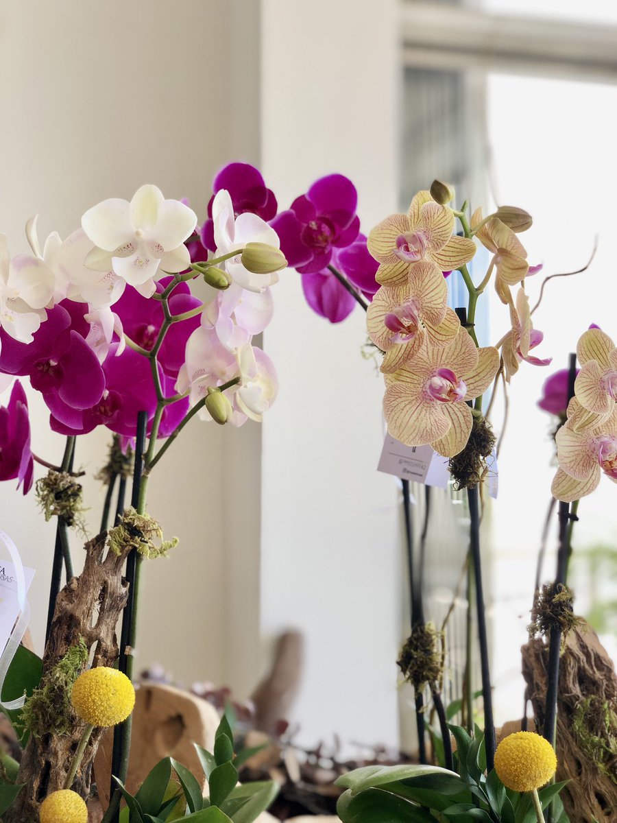 OrquideasMusa's tweet photo. 🌼🍃🌸 Orquídeas naturales 
Arreglos personalizados 💝

#musademusas #orquídeaspremium #orchid #arreglosdeorquídeas #Cancún #orquídeasstyle #celebración #diseñodeorquídeas #10demayo #regalosflorales #flowers #orchidstyle #orchidlife #🌸#🍃#💝 #❤️ https://t.co/zjA5Qt3xgH