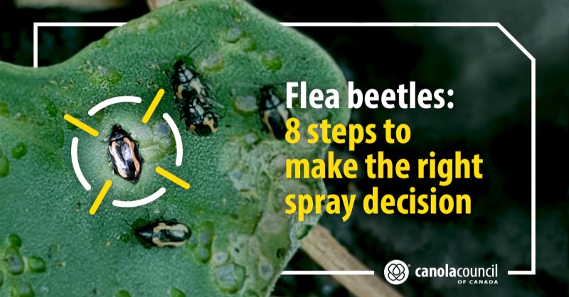 canolacouncil's tweet photo. The decision to spray for flea beetles is one of the most challenging pest management choices #canola producers make. Use the @CanolaWatch 8-step spray decision guide to help.